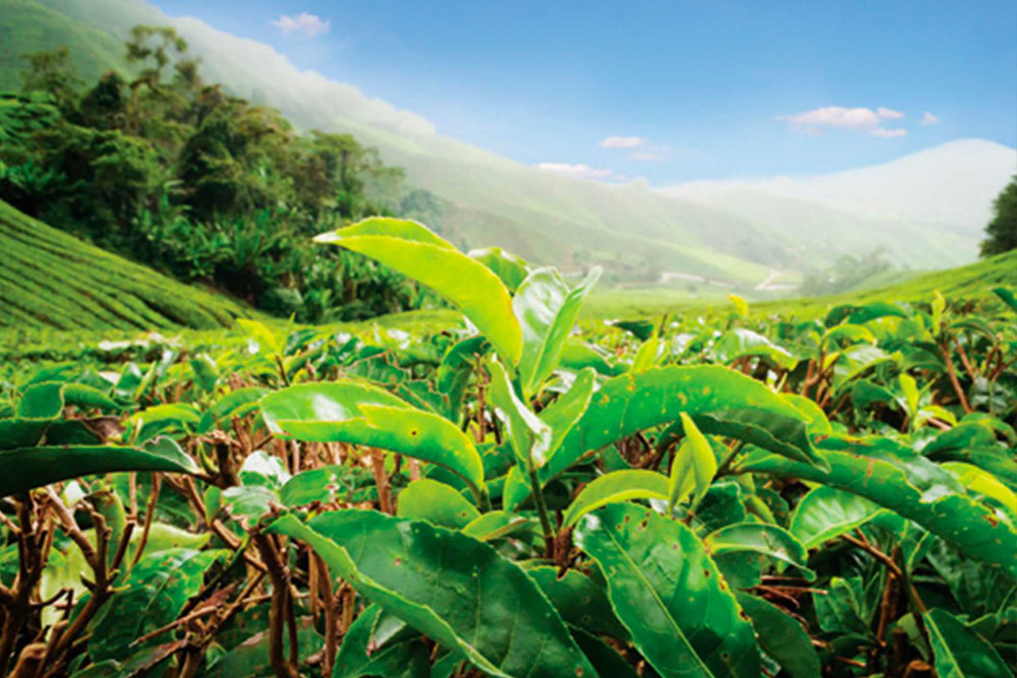 The Cameron Highlands
