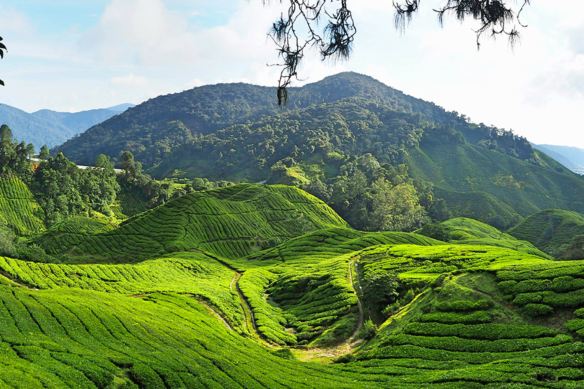 The Cameron Highlands