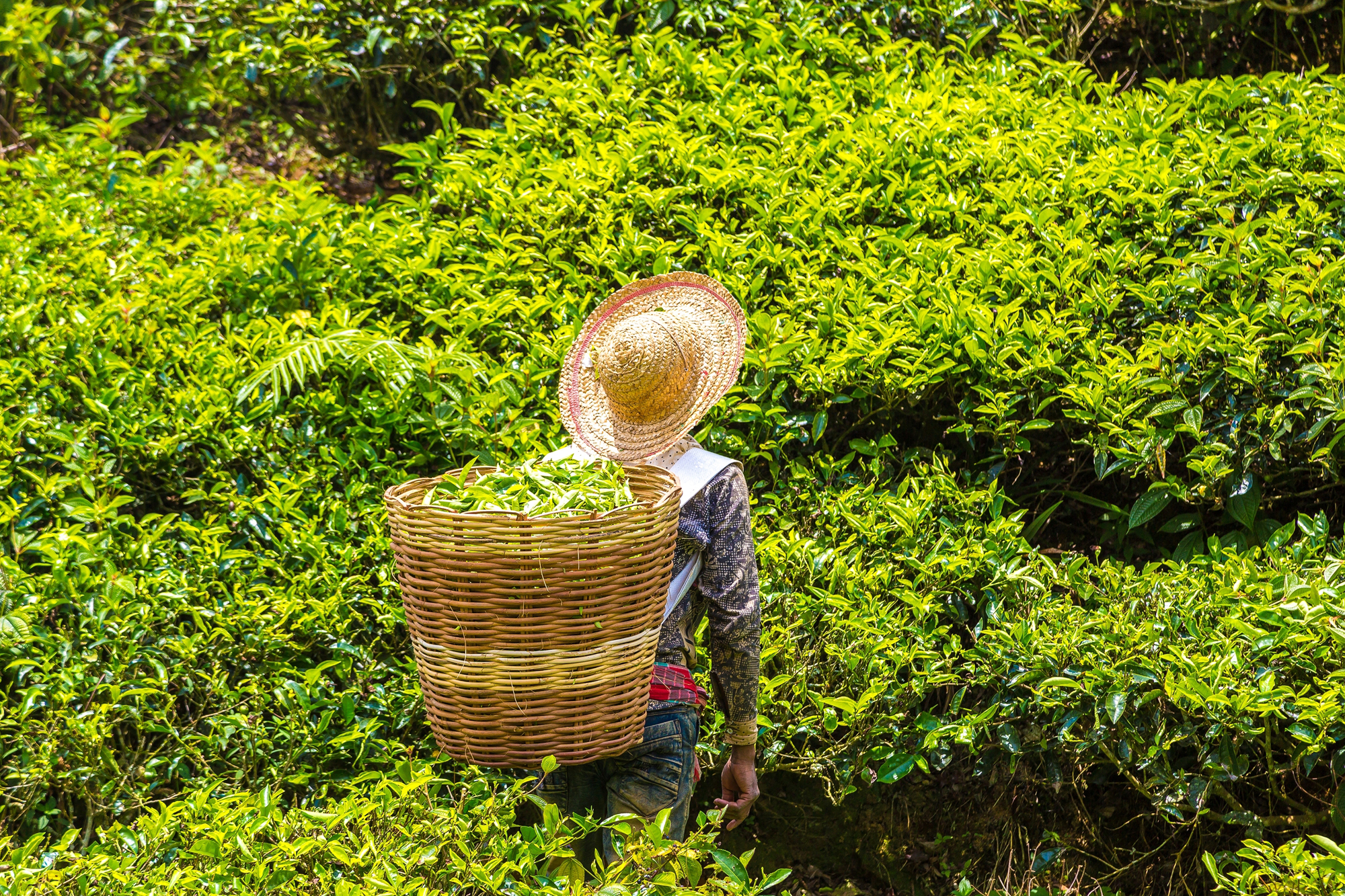 The Cameron Highlands