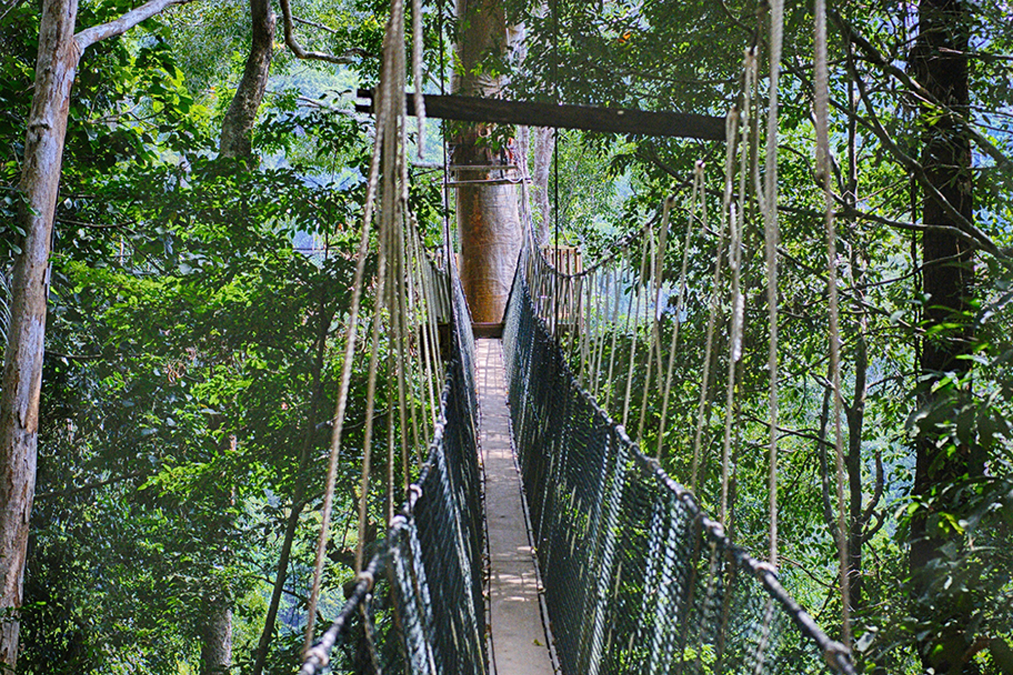 Taman Negara Explorer