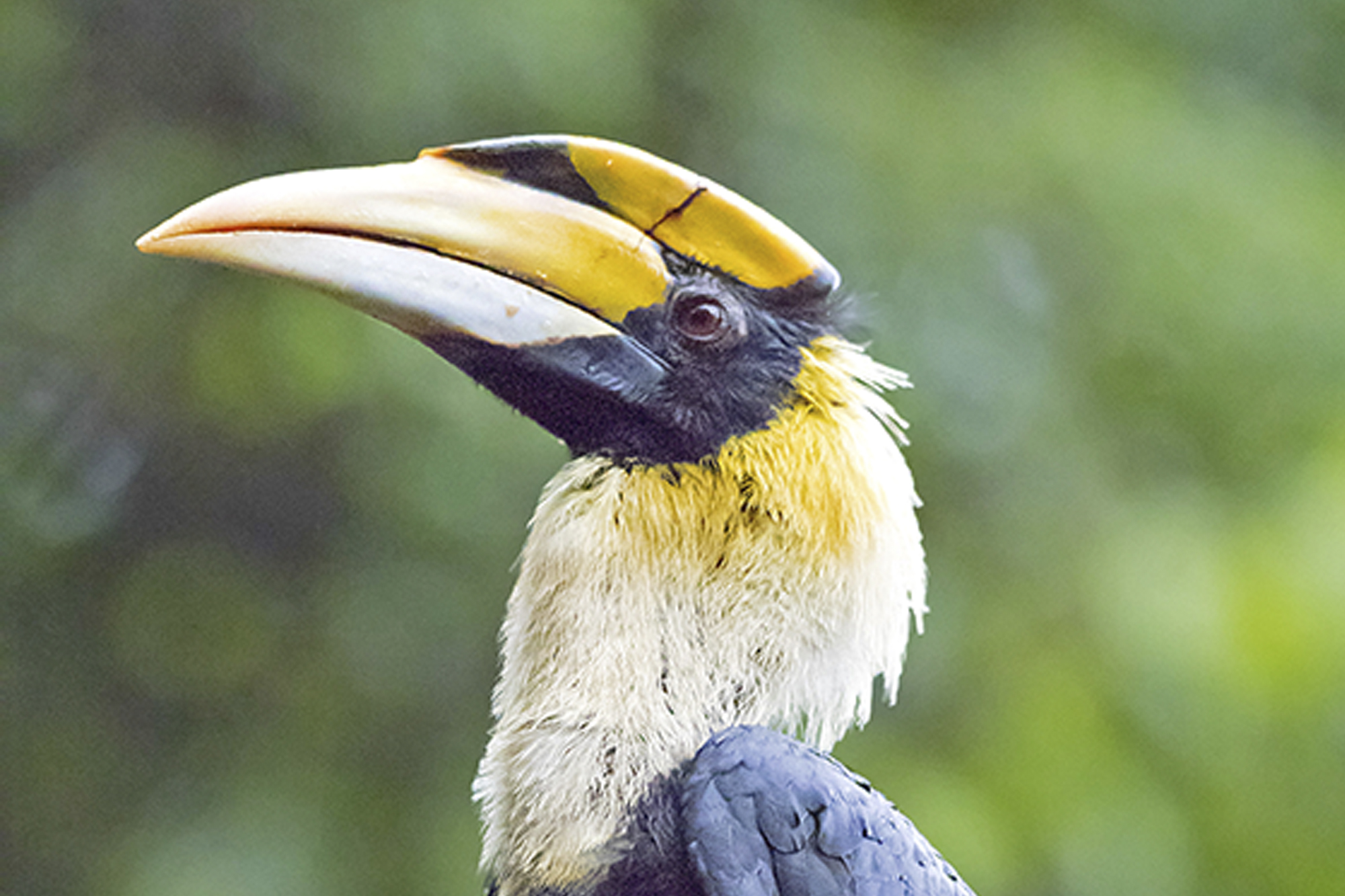 Taman Negara Explorer