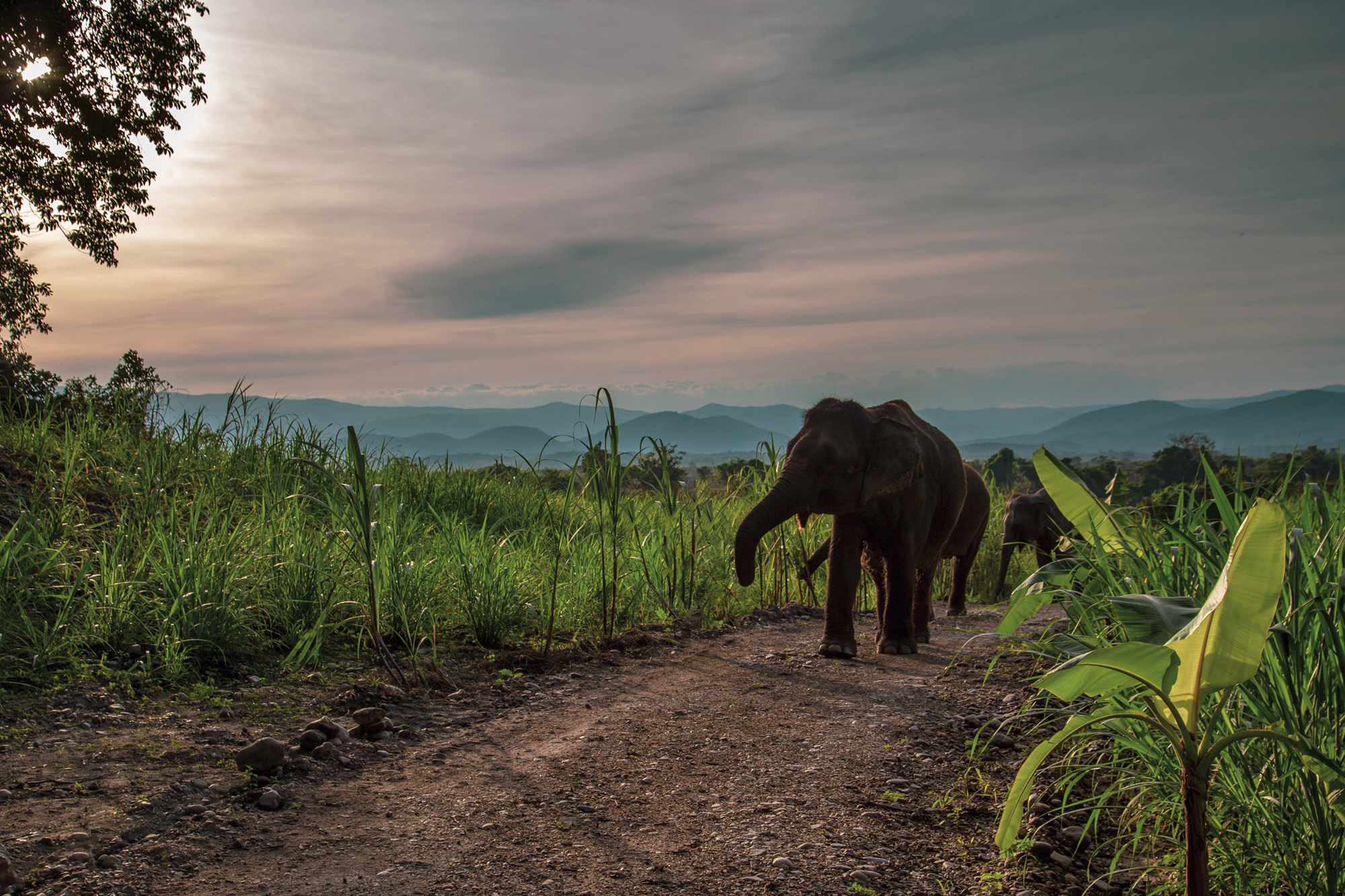 Elephant Hills Bush Camp Safari