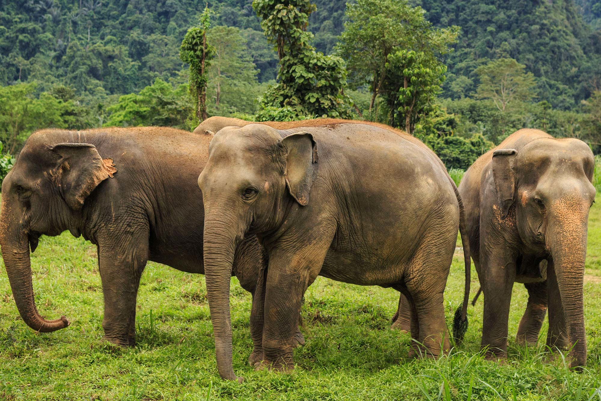 Elephant Hills Rainforest Nature