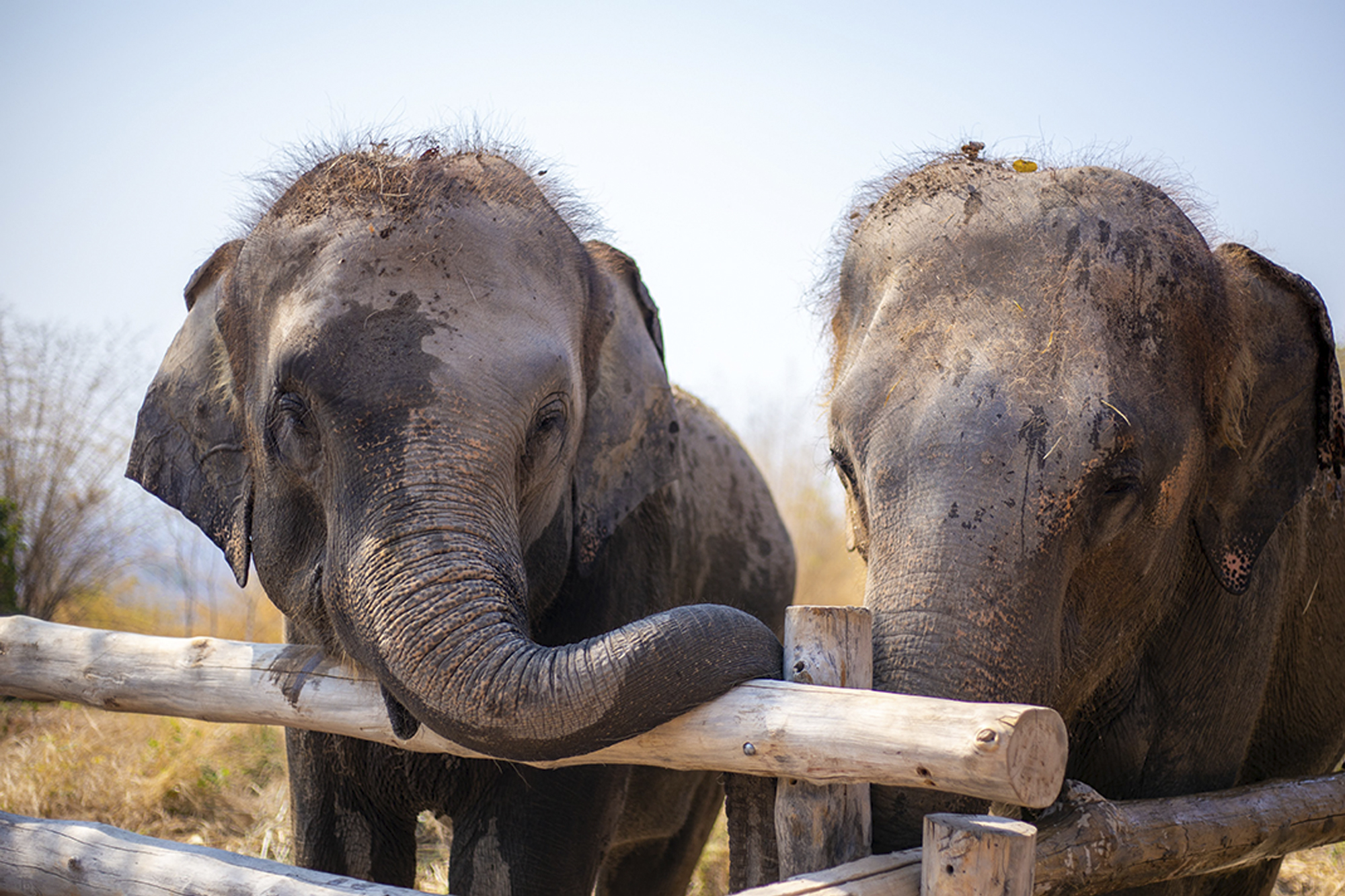 Elephant Hills Bush Camp Elephant Experience