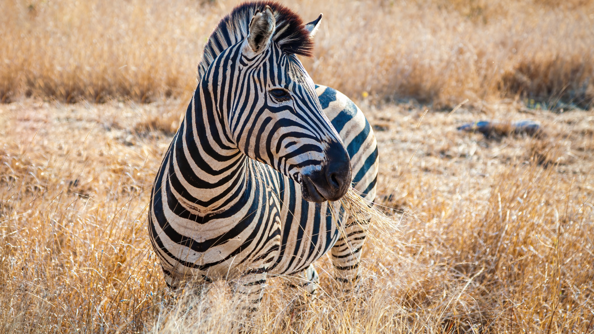 Kruger National Park