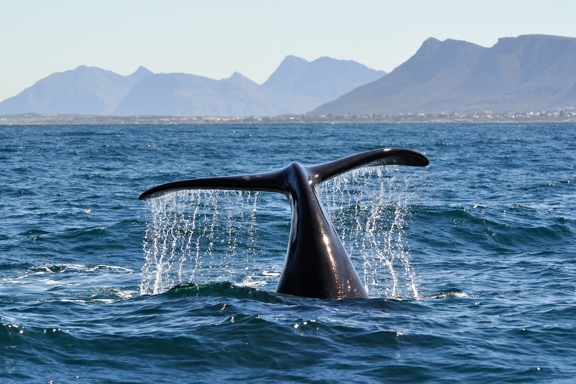 Cape, Wine and Whales