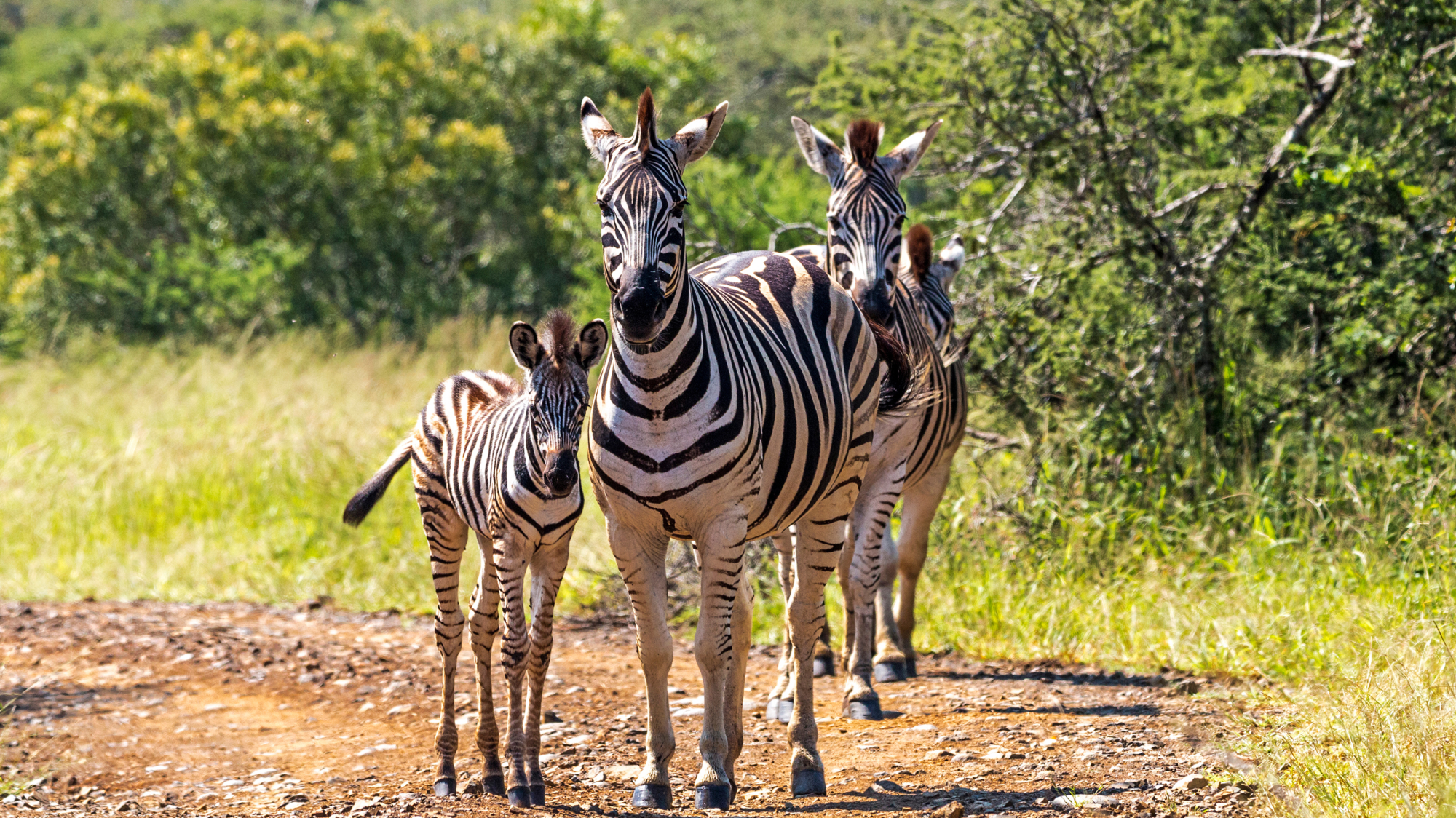 Hluhluwe-iMfolozi Park