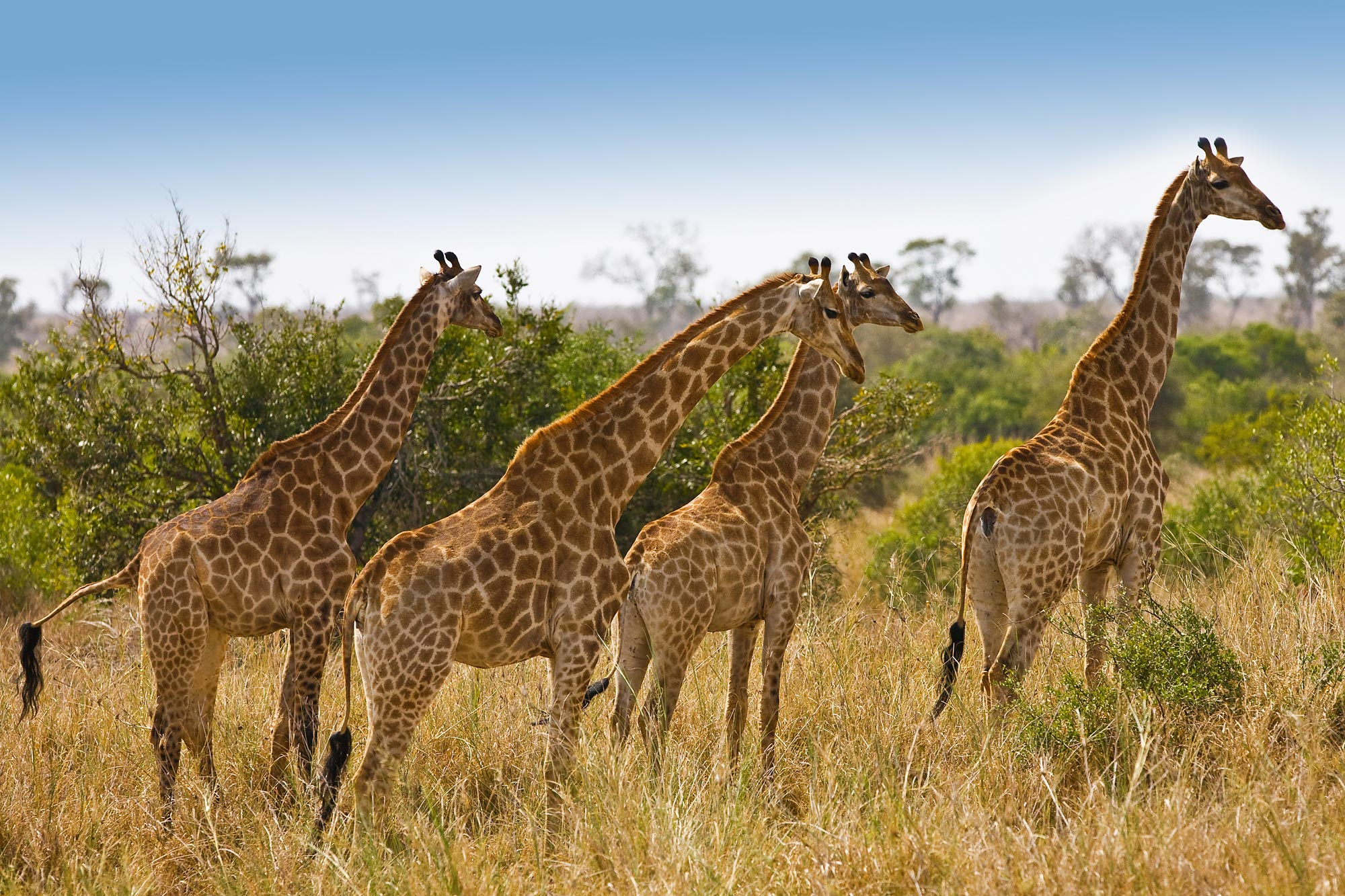 Kruger Wildlife Safari
