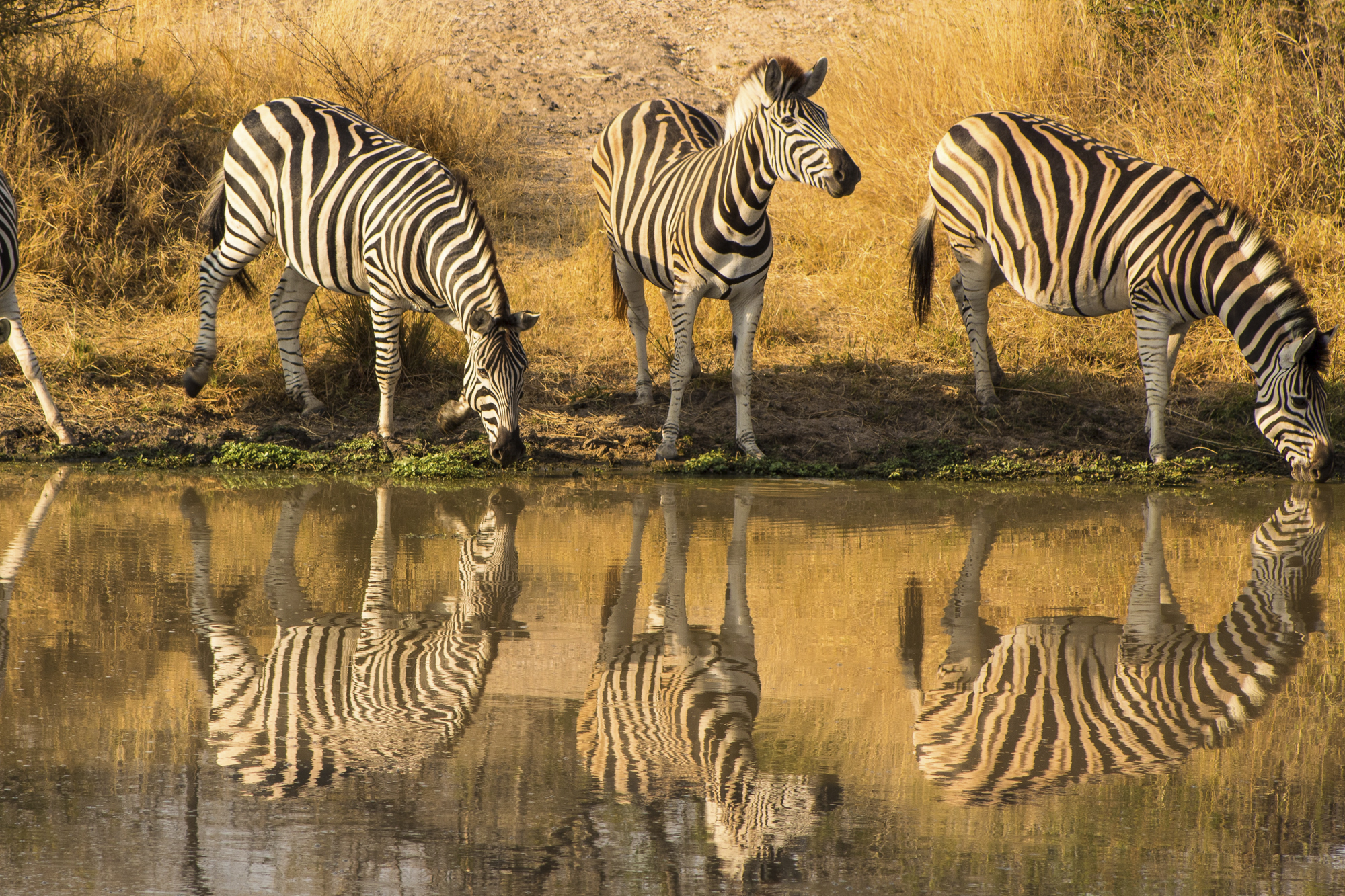 Kruger Wildlife Safari