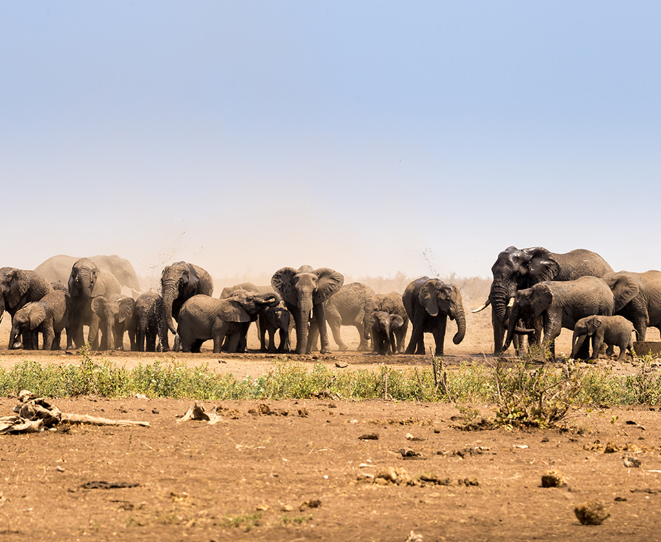 Kruger Wildlife Safari
