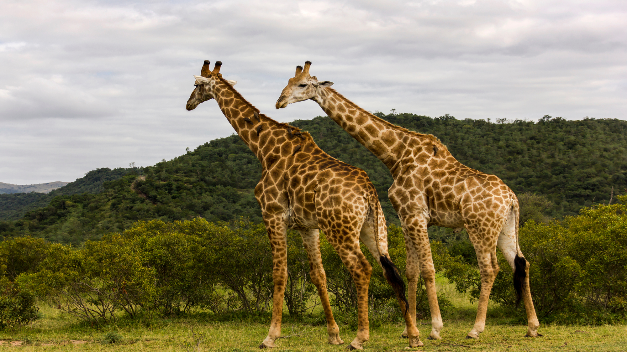 Cape Town & Kruger