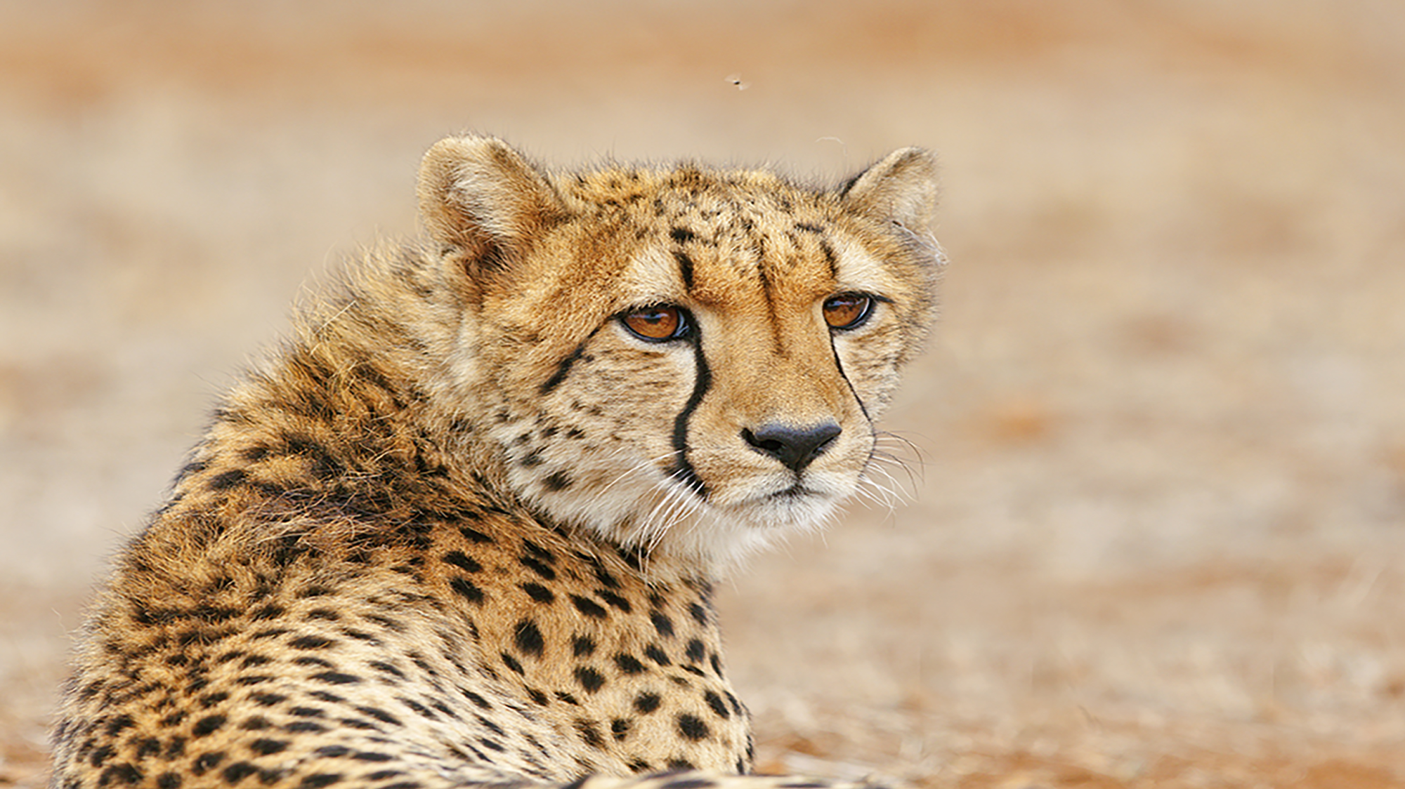 Cape Town & Kruger