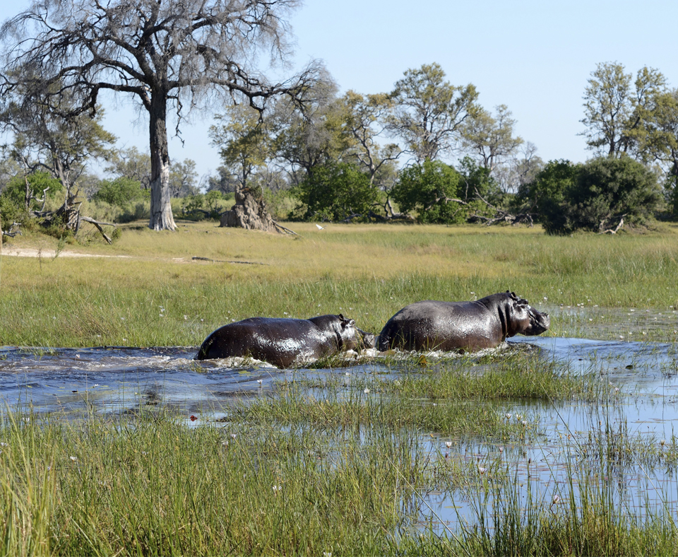 Chobe National Park
