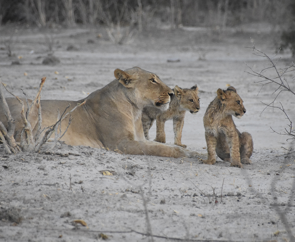 Botswana Wildlife Discovery
