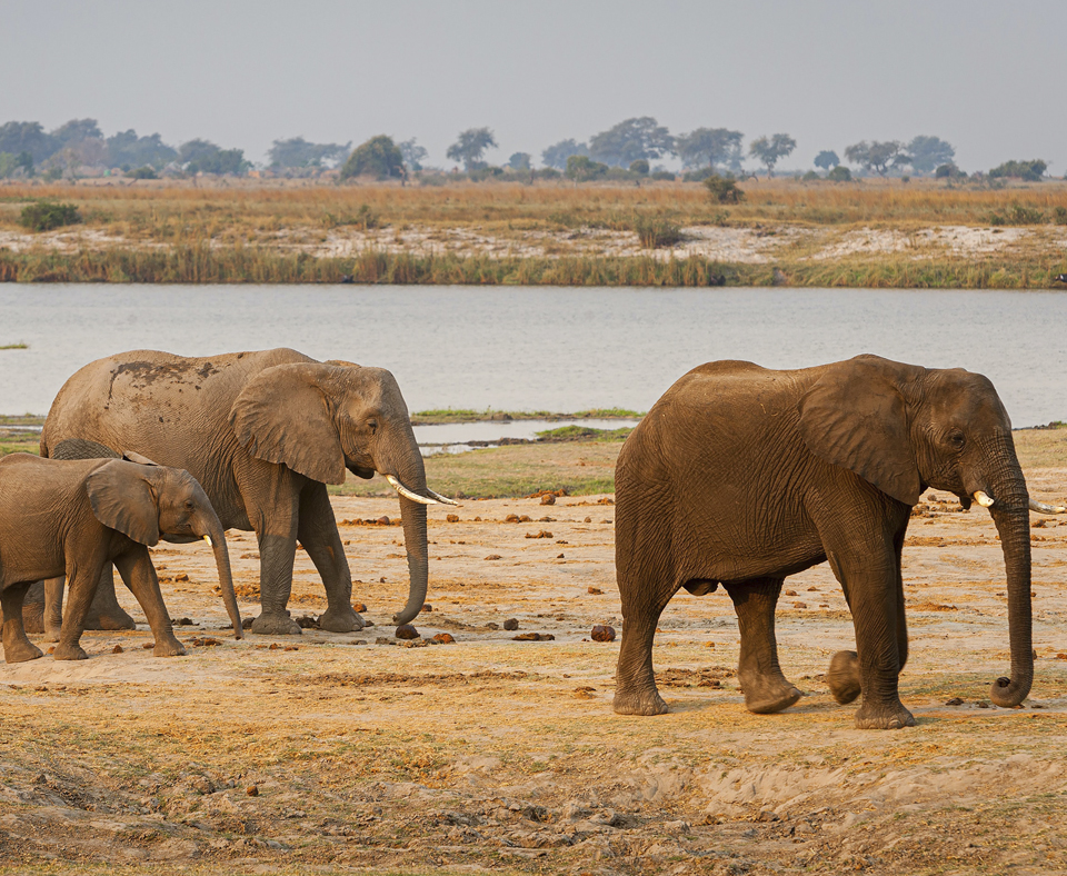 Botswana Wildlife Discovery