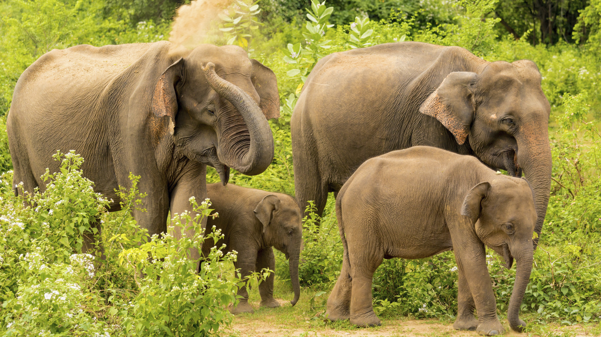 Sri Lanka's Scenic Splendours