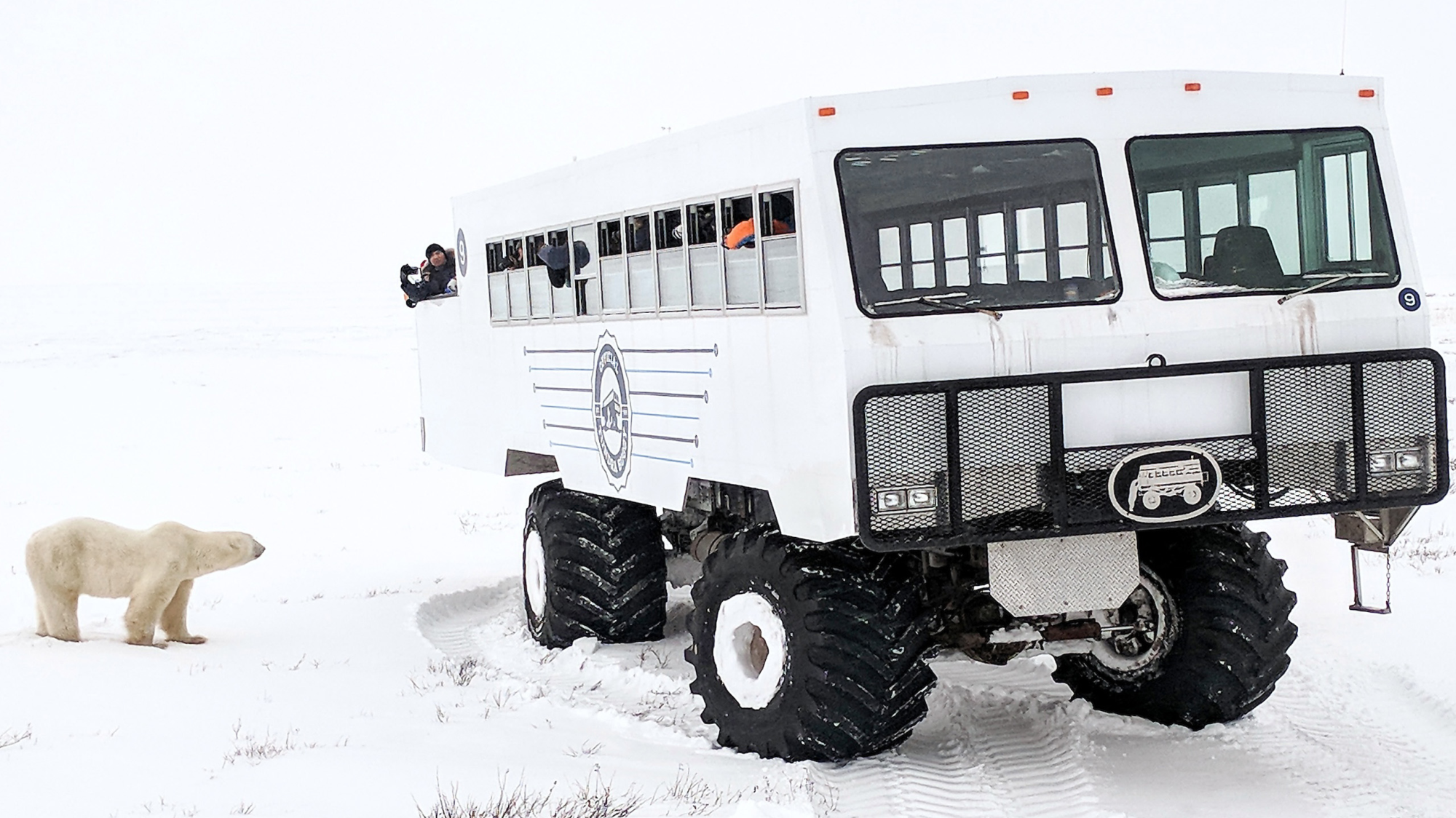 Classic Churchill Polar Bear Adventure