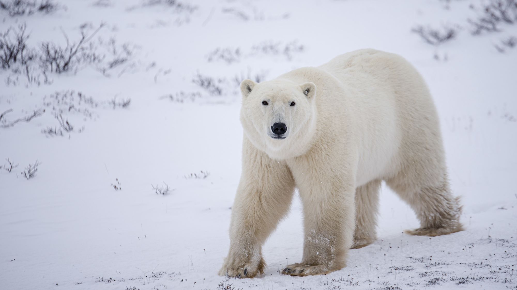 Classic Churchill Polar Bear Adventure