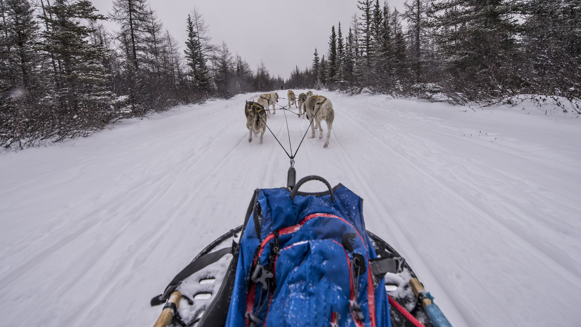 Classic Churchill Polar Bear Adventure