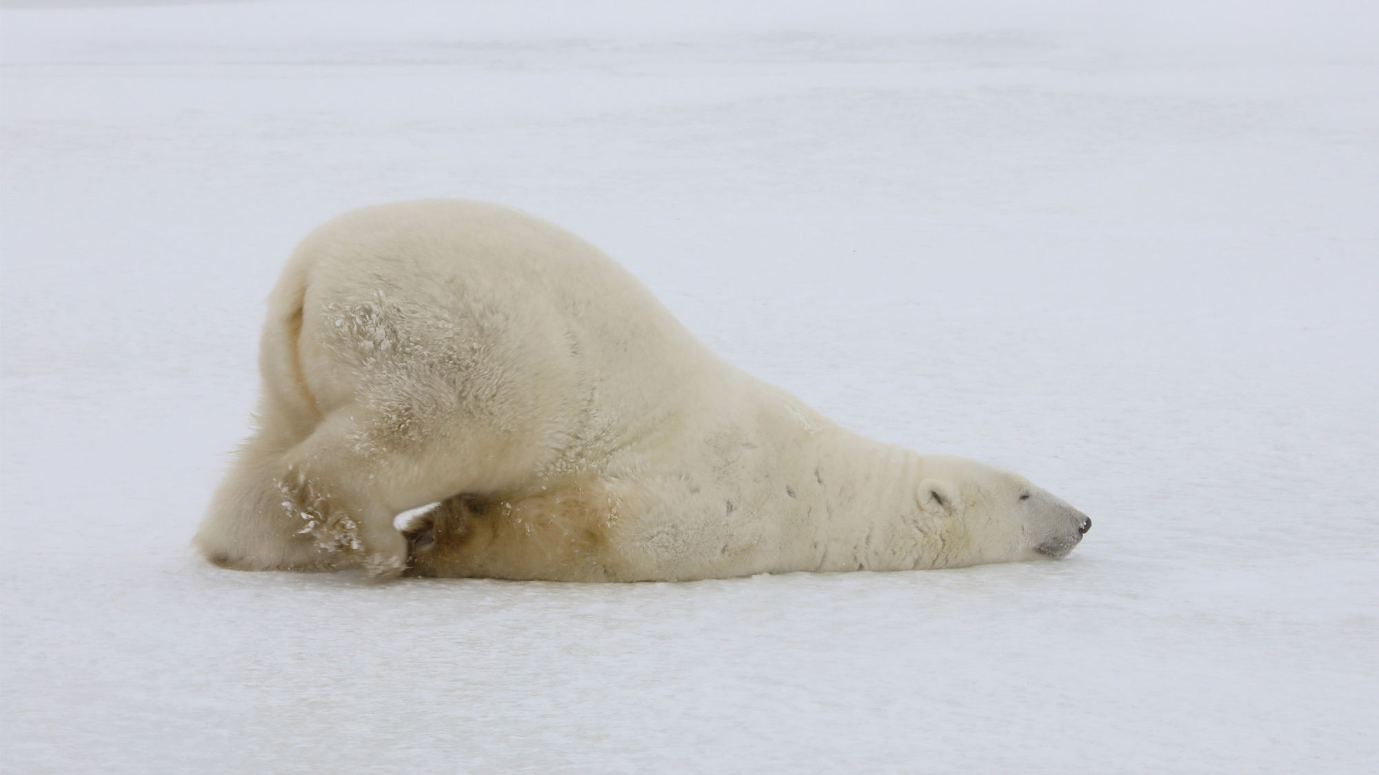 Classic Churchill Polar Bear Adventure