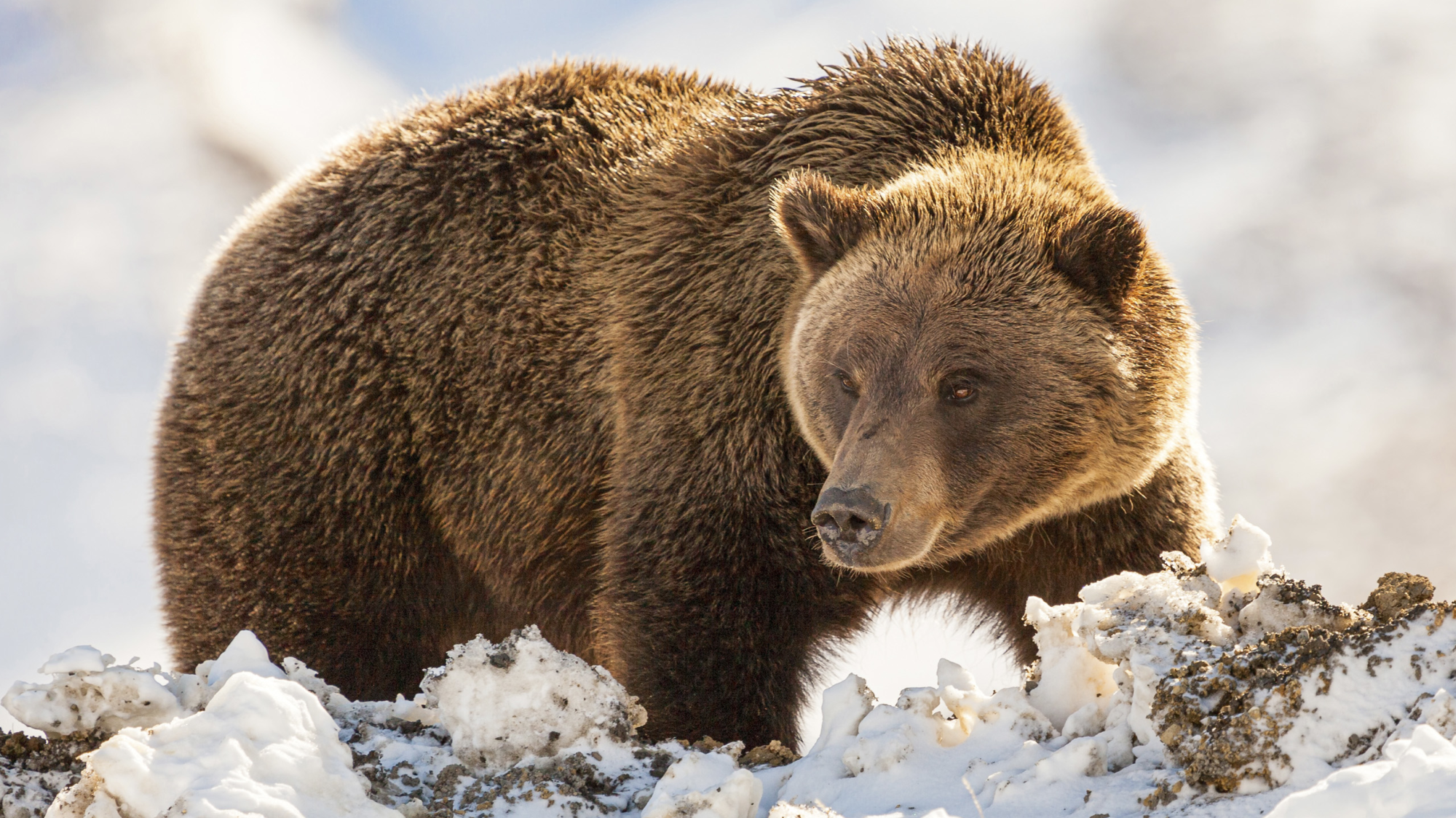 Alaska & Yukon Highlights