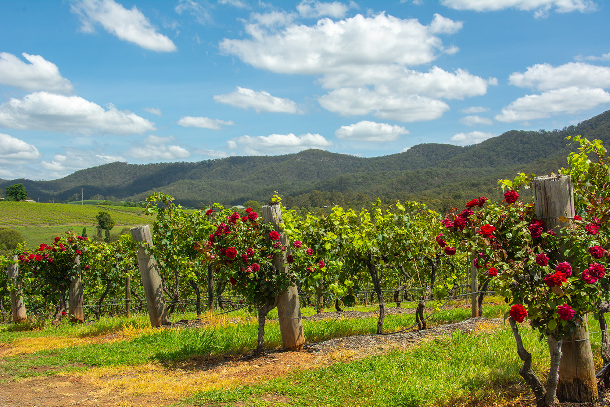 Hunter Valley Experience