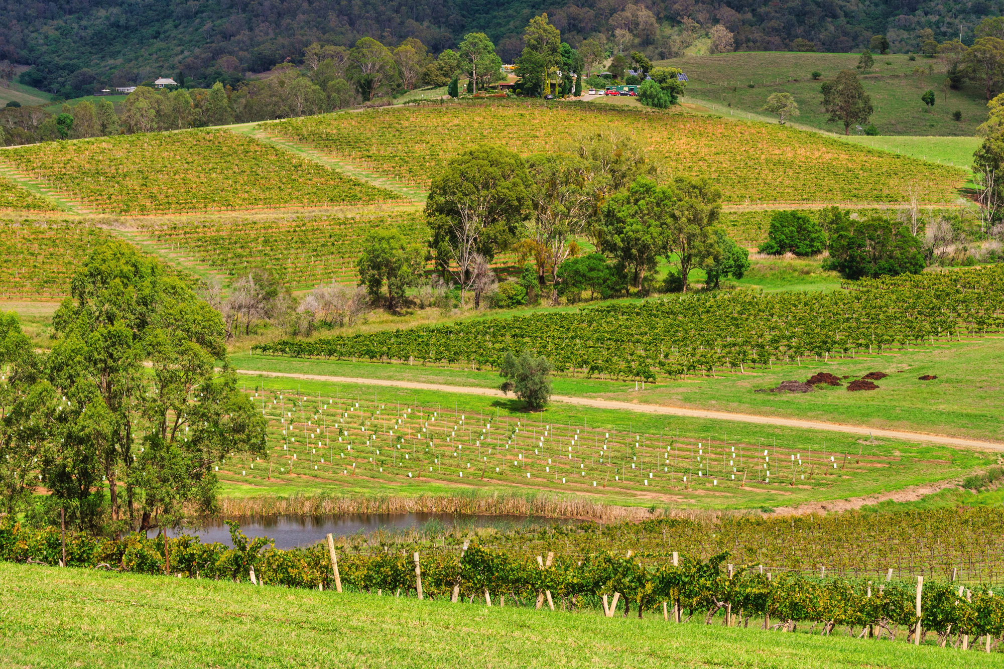 Hunter Valley Experience