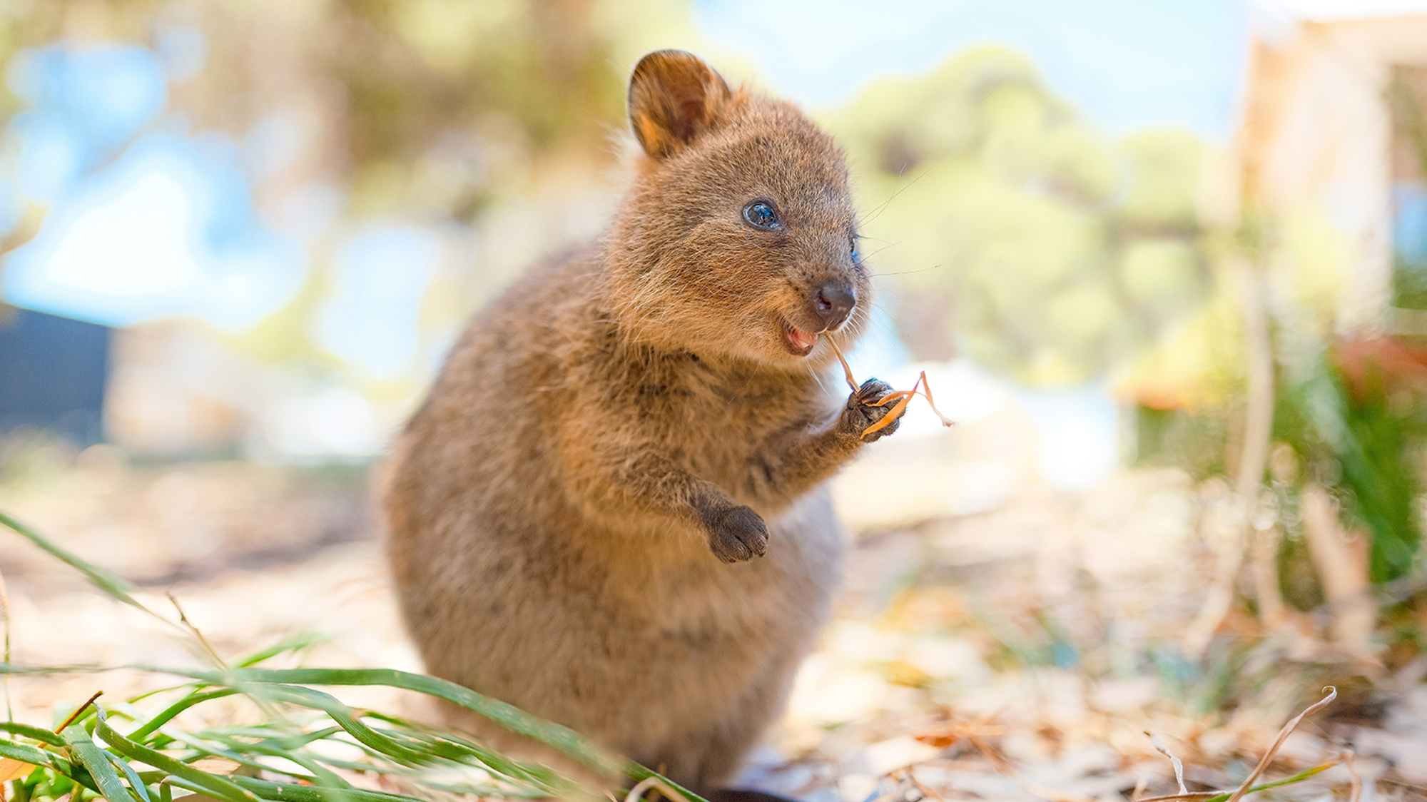 Rottnest Island Sleepover