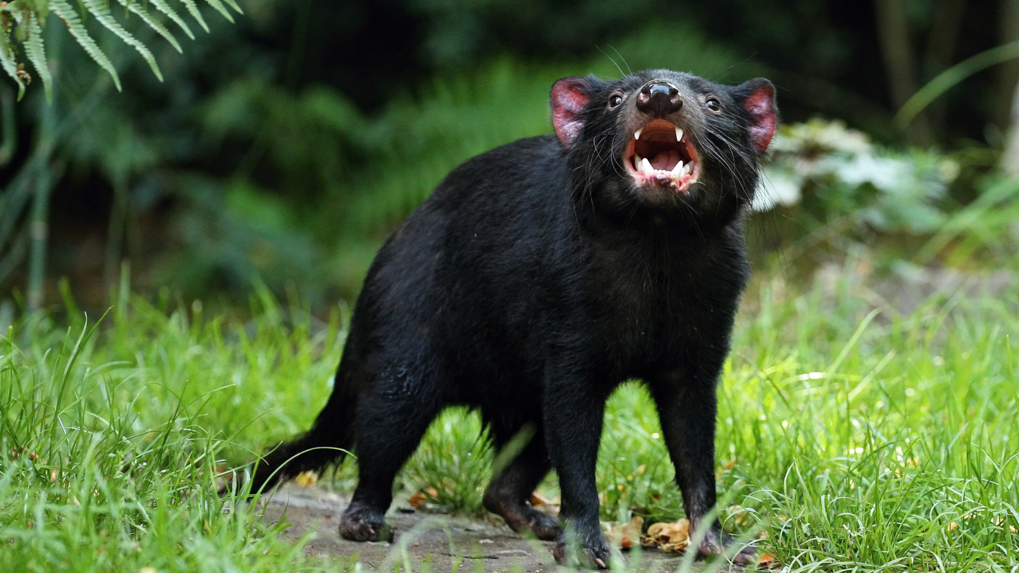 Tasmanian Wonders