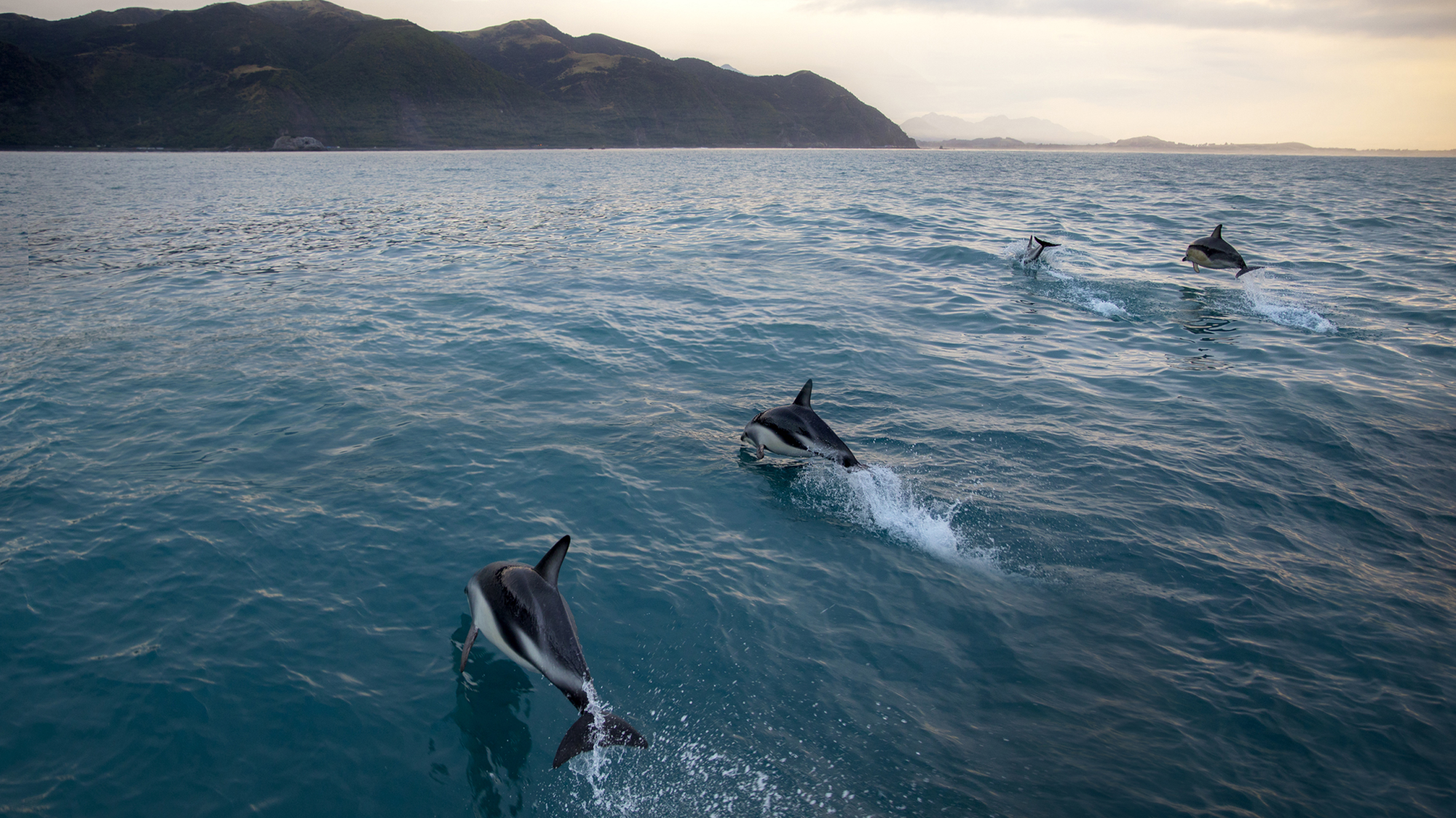Luxury Whales, Wine & Wilderness