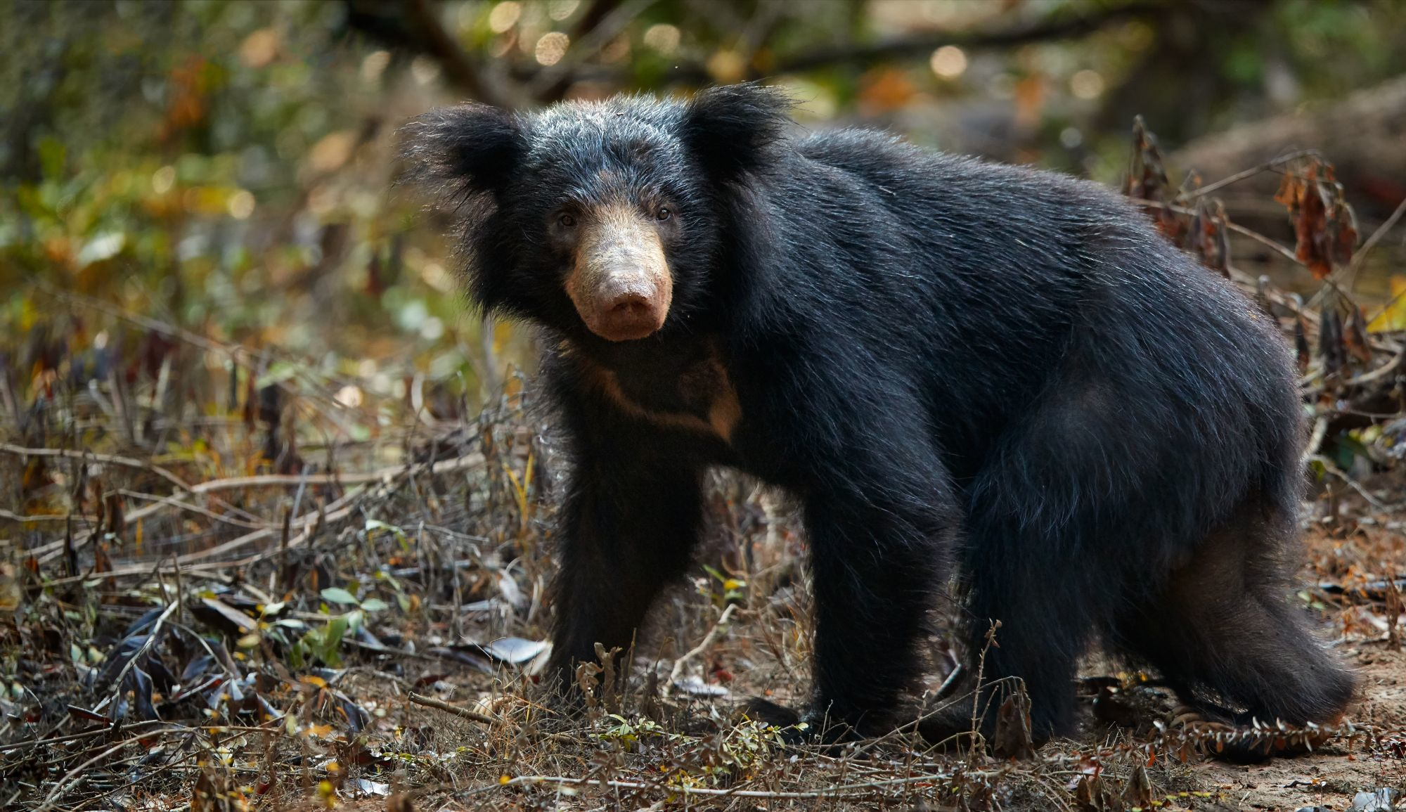 Sloth bear Wilpattu national par