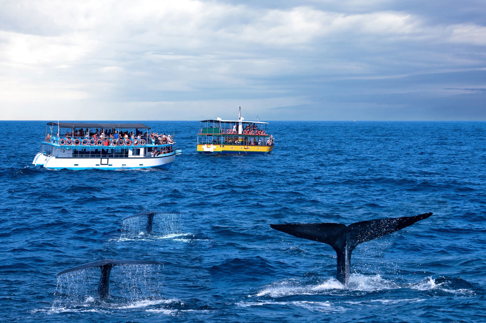 Mirissa whale watching