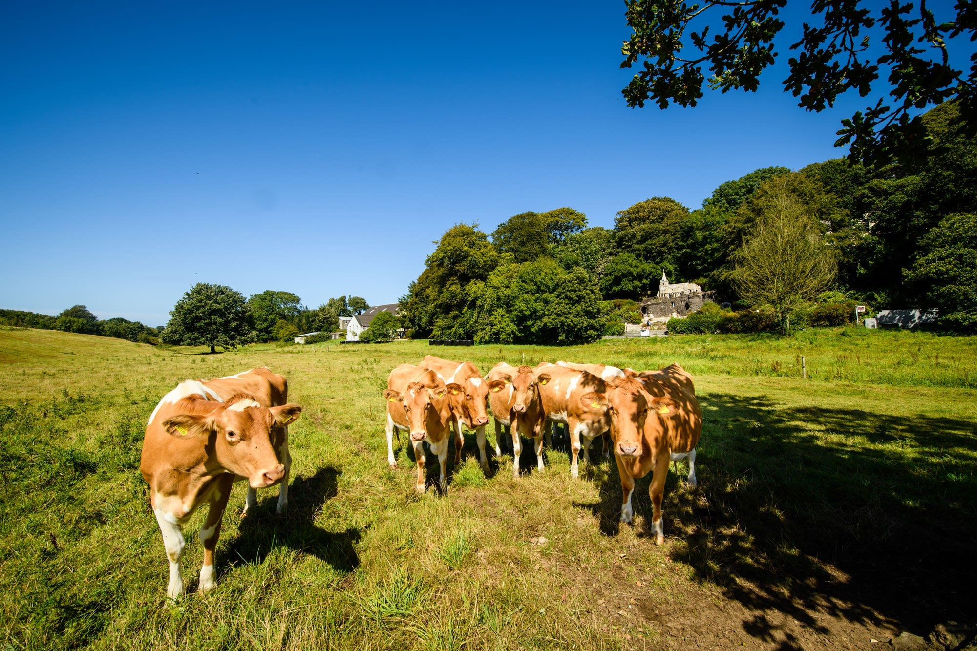 Guernsey Cows