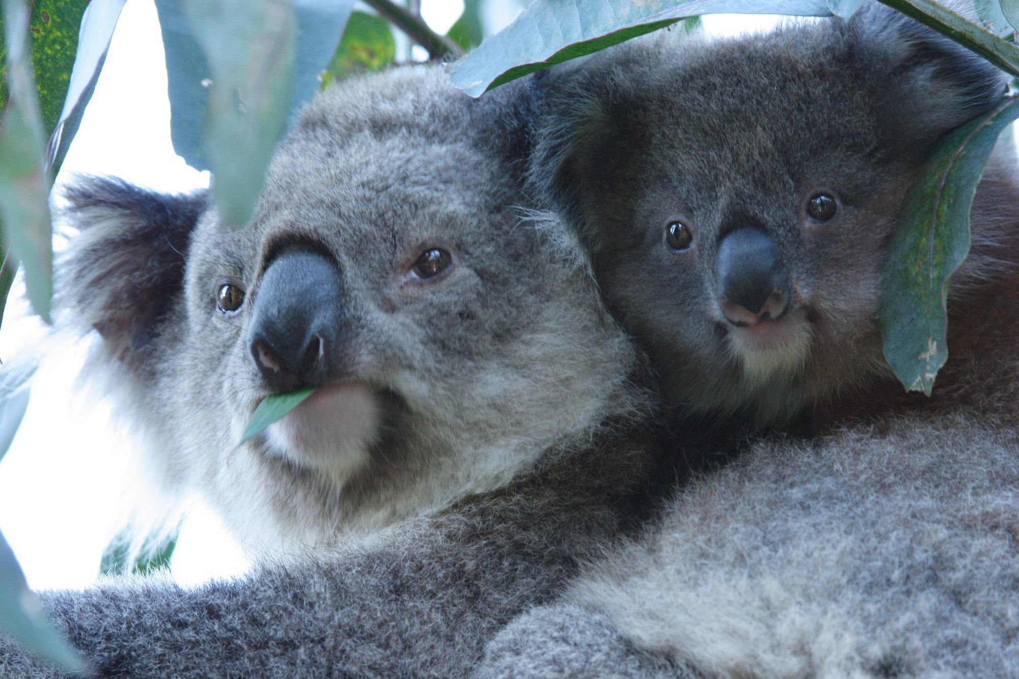 Phillip Island_Koalas