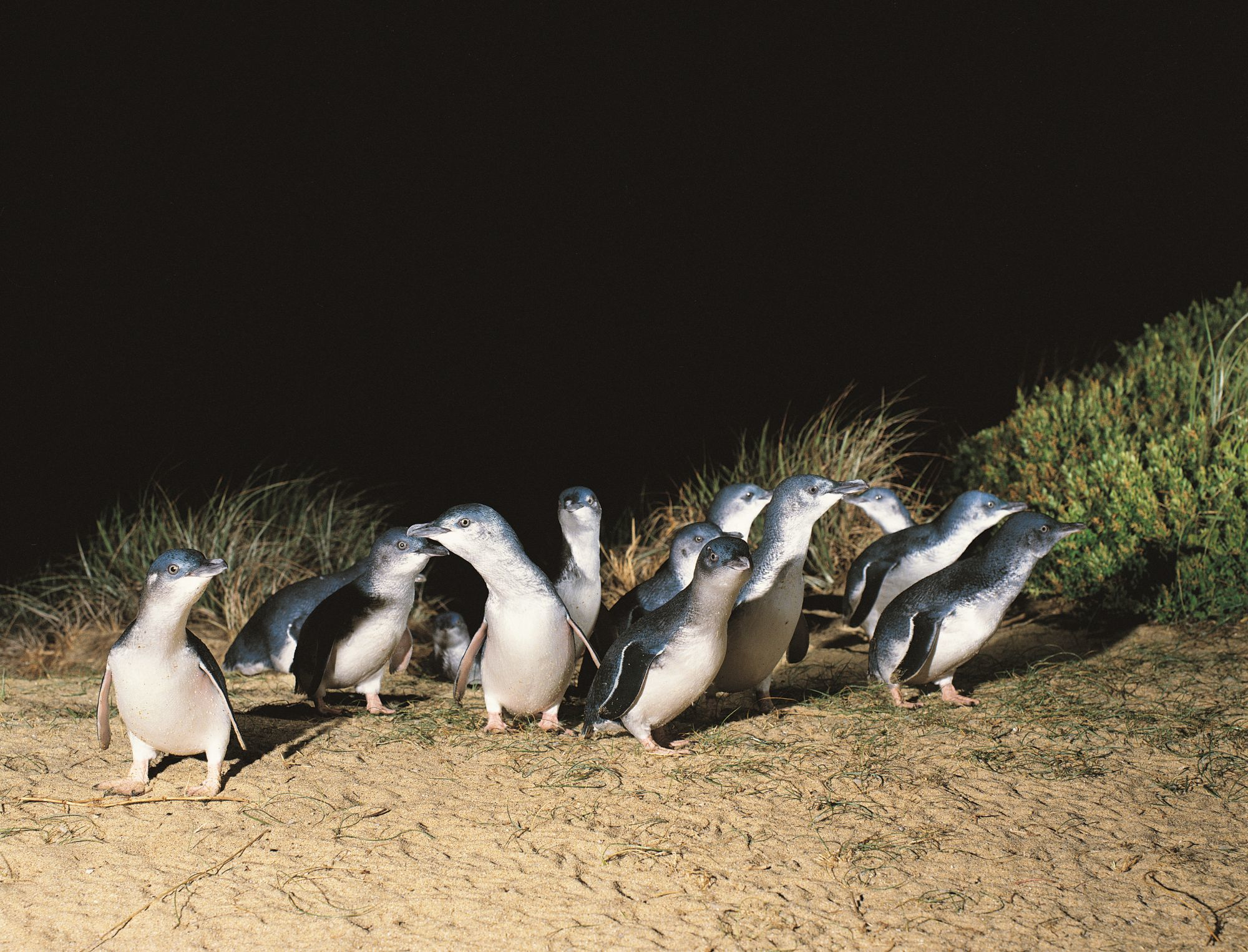 Phillip Island Penguins