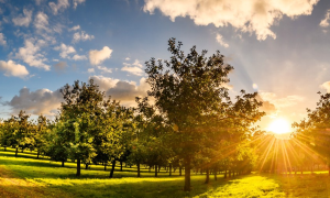 Rocquette Cider Farm