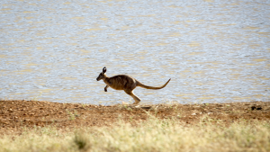 Wallabies, Rocks & Copper Tour