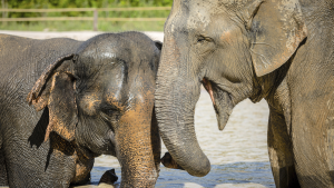 Kulen Elephant Forest