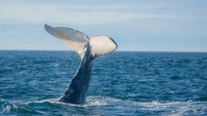 Trinity Whale Watch