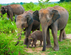 Udawalawe National Park