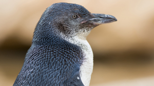 Phillip Island Penguin Parade