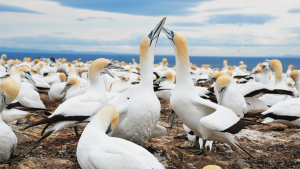 Gannet Safari