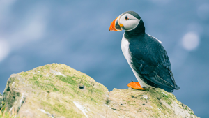Whale & Wildlife Cruise