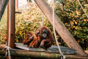 Jersey Zoo