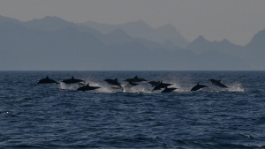 Dolphin Watching