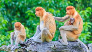 Mangrove & Wildlife Cruise Sabah