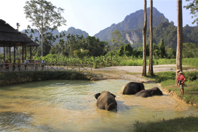 Elephant Hills Jungle Safari
