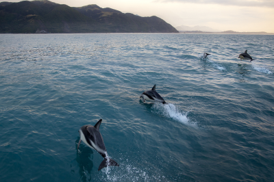 Luxury Whales, Wine & Wilderness