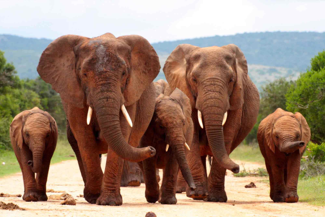 South Africa Wildlife