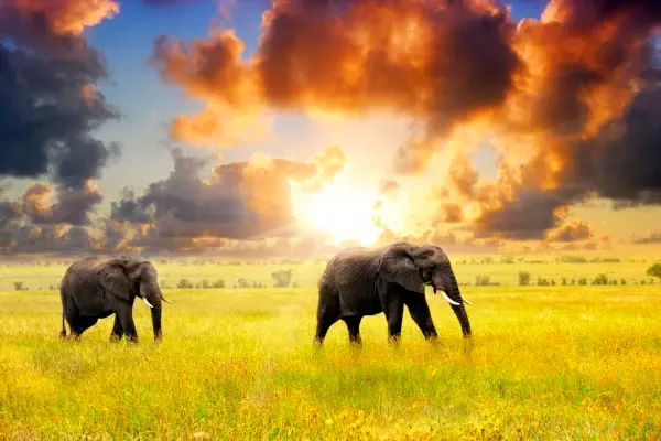 Escorted Tanzania Discovery Tour + Zanzibar Beach